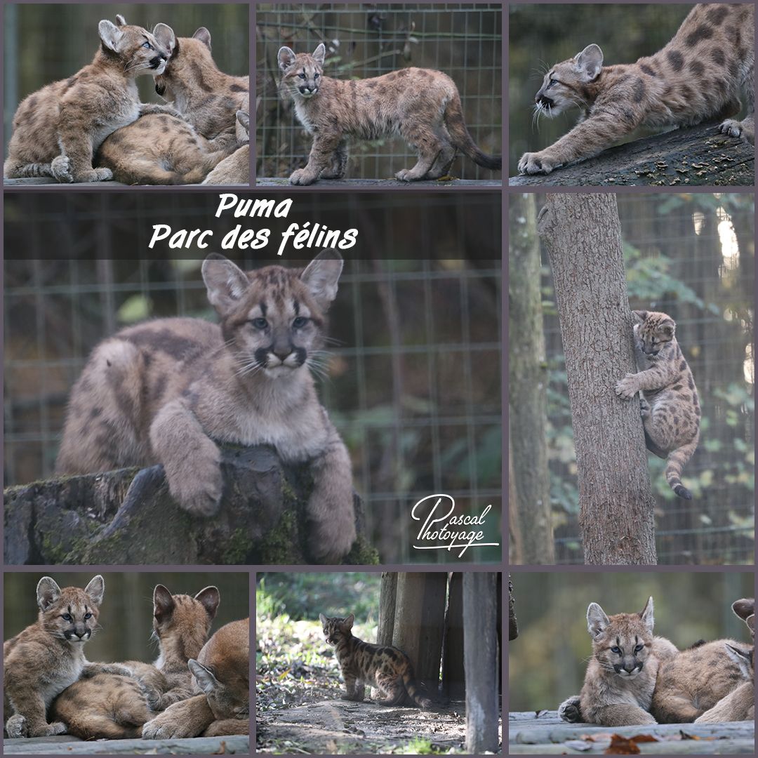 PARC DES FELINS - PUMA 01 - LAYOUT 36 1080x1080.jpg